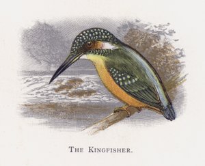 The Kingfisher